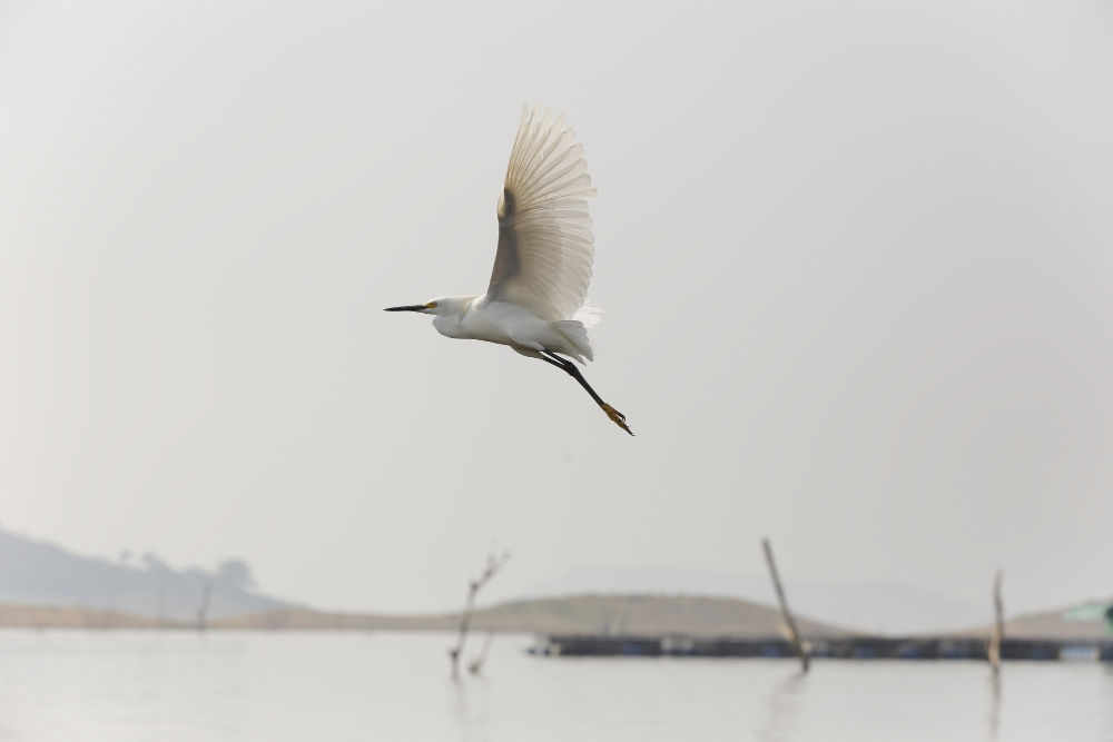 Witte zilverreiger in vlucht boven mistig water